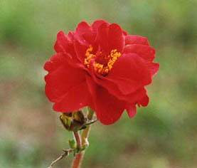 Geum chiloense 'Mrs Bradshaw'